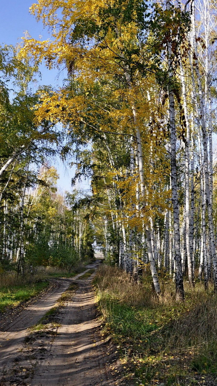 Arbres Verts Sur Sol Brun. Wallpaper in 750x1334 Resolution