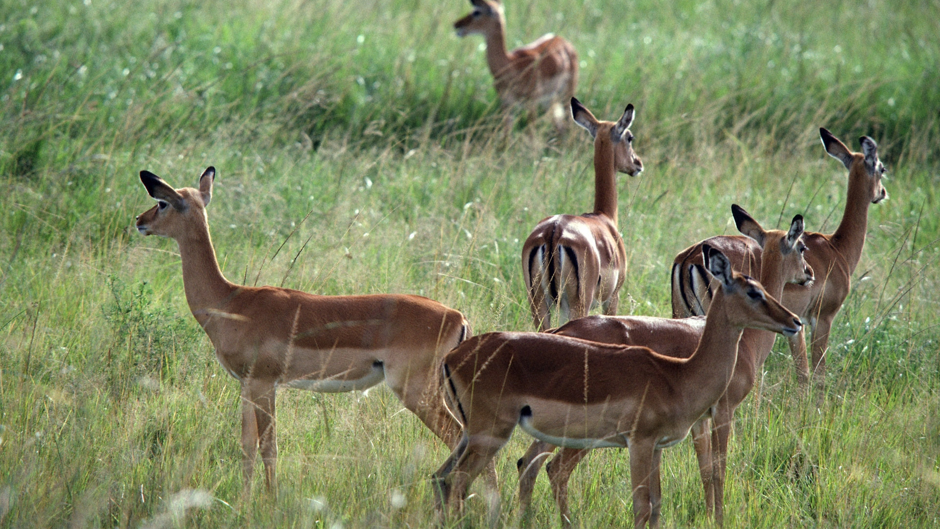 Cerf Brun Sur Terrain D'herbe Verte Pendant la Journée. Wallpaper in 1920x1080 Resolution