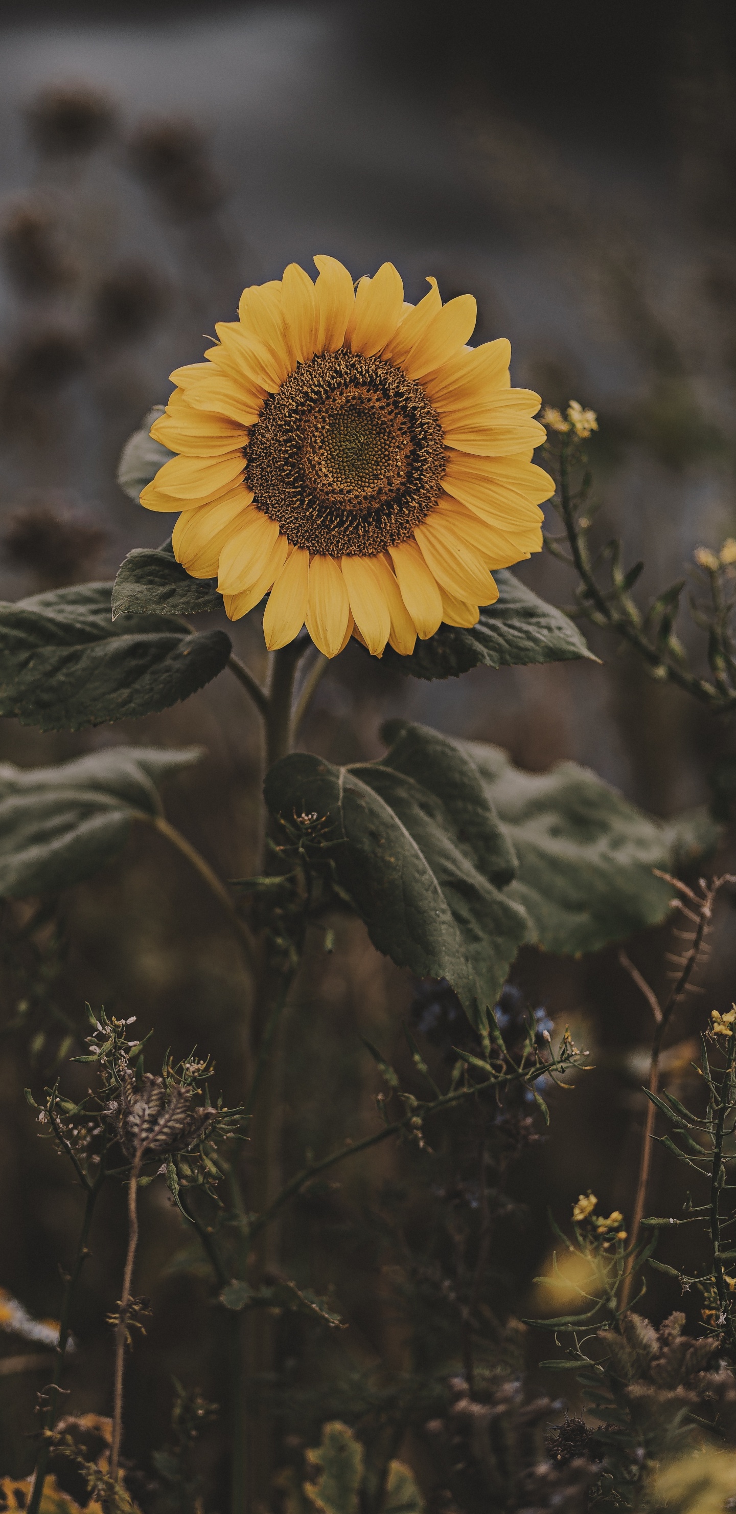 Tournesol Jaune Dans L'objectif à Basculement. Wallpaper in 1440x2960 Resolution