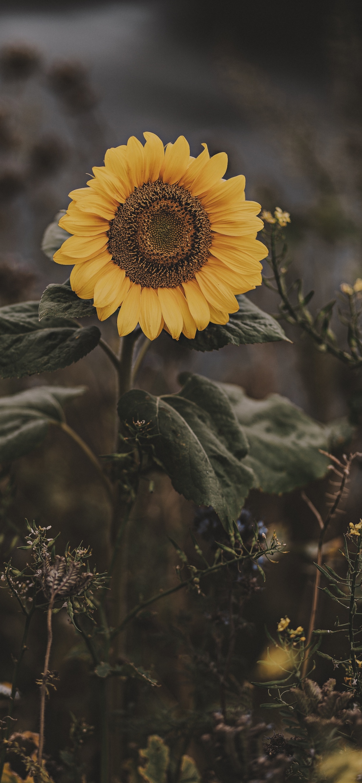 Yellow Sunflower in Tilt Shift Lens. Wallpaper in 1242x2688 Resolution