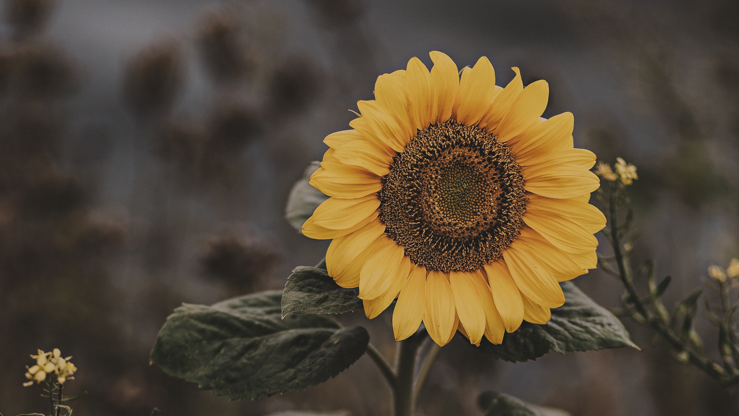 Yellow Sunflower in Tilt Shift Lens. Wallpaper in 2560x1440 Resolution