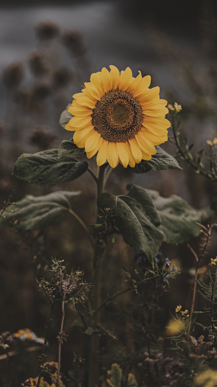 Yellow Sunflower in Tilt Shift Lens. Wallpaper in 720x1280 Resolution