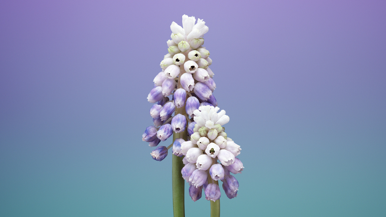 IOS11, Ios, Apple, 显花植物, 紫色的 壁纸 1280x720 允许