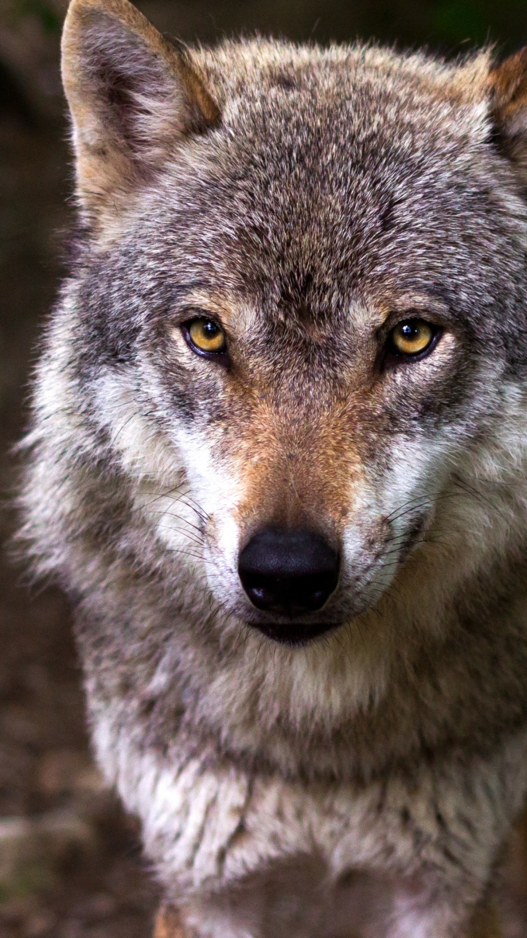 Loup Gris en Photographie Rapprochée. Wallpaper in 1080x1920 Resolution