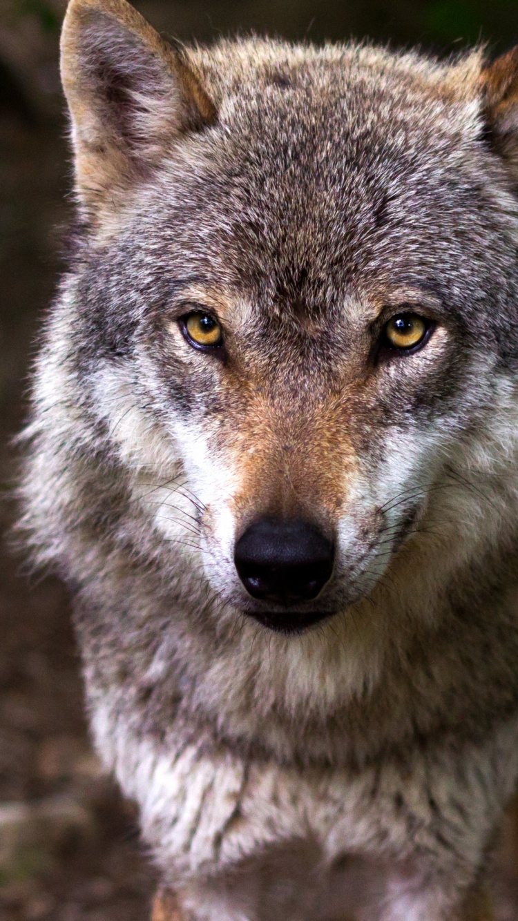 Loup Gris en Photographie Rapprochée. Wallpaper in 750x1334 Resolution