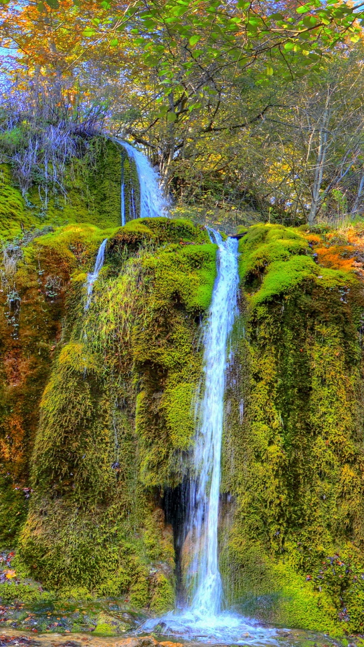 L'eau Tombe au Milieu de la Forêt. Wallpaper in 720x1280 Resolution