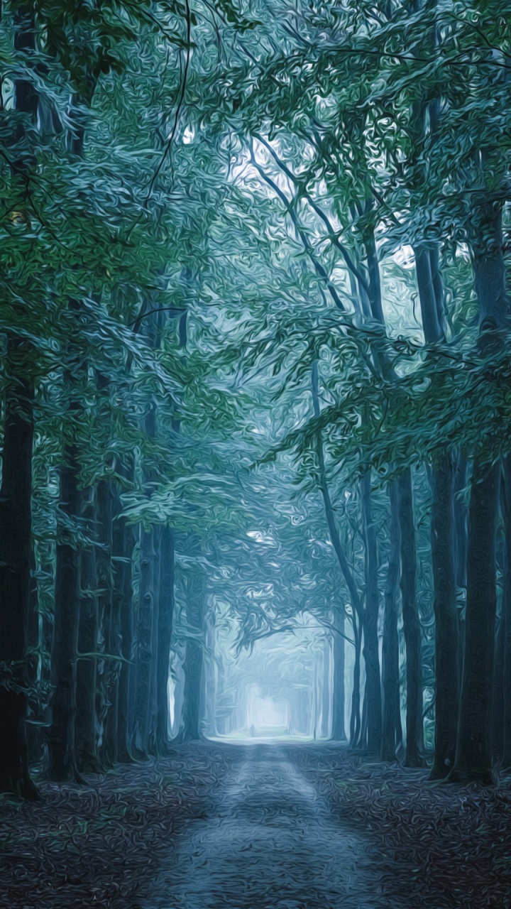 Forêt, Atmosphère, Paysage Naturel, Environnement Naturel, Végétation. Wallpaper in 720x1280 Resolution