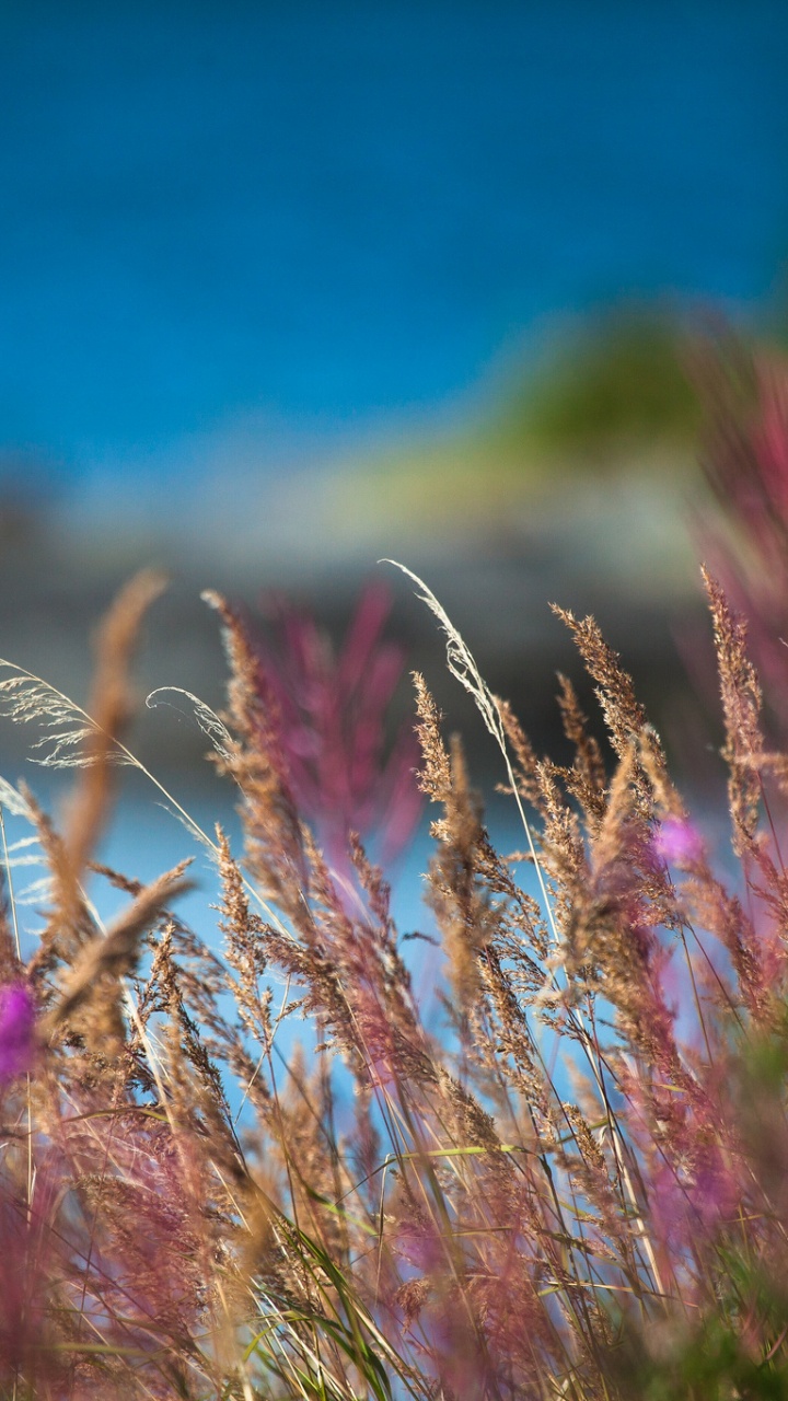 Brown Wheat Field During Daytime. Wallpaper in 720x1280 Resolution