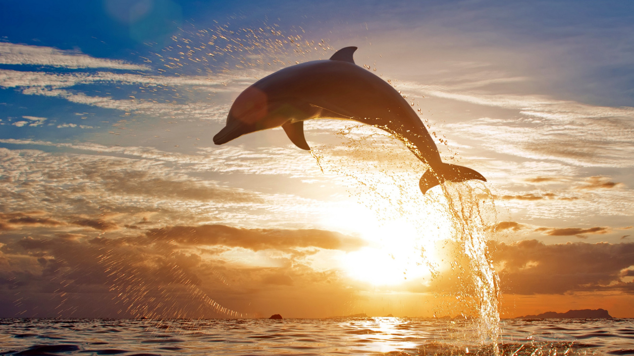 Bottlenose Dolphin, Common Bottlenose Dolphin, Dolphin, Cetaceans, Irrawaddy Dolphin. Wallpaper in 1280x720 Resolution