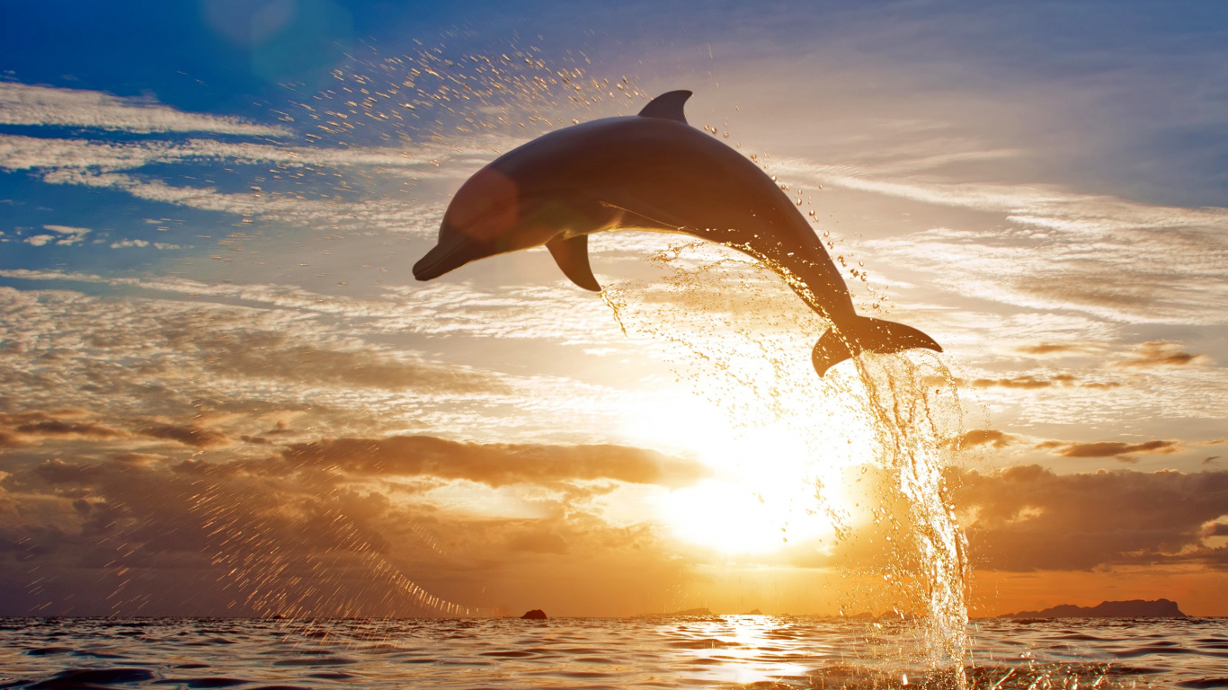 Bottlenose Dolphin, Common Bottlenose Dolphin, Dolphin, Cetaceans, Irrawaddy Dolphin. Wallpaper in 1366x768 Resolution