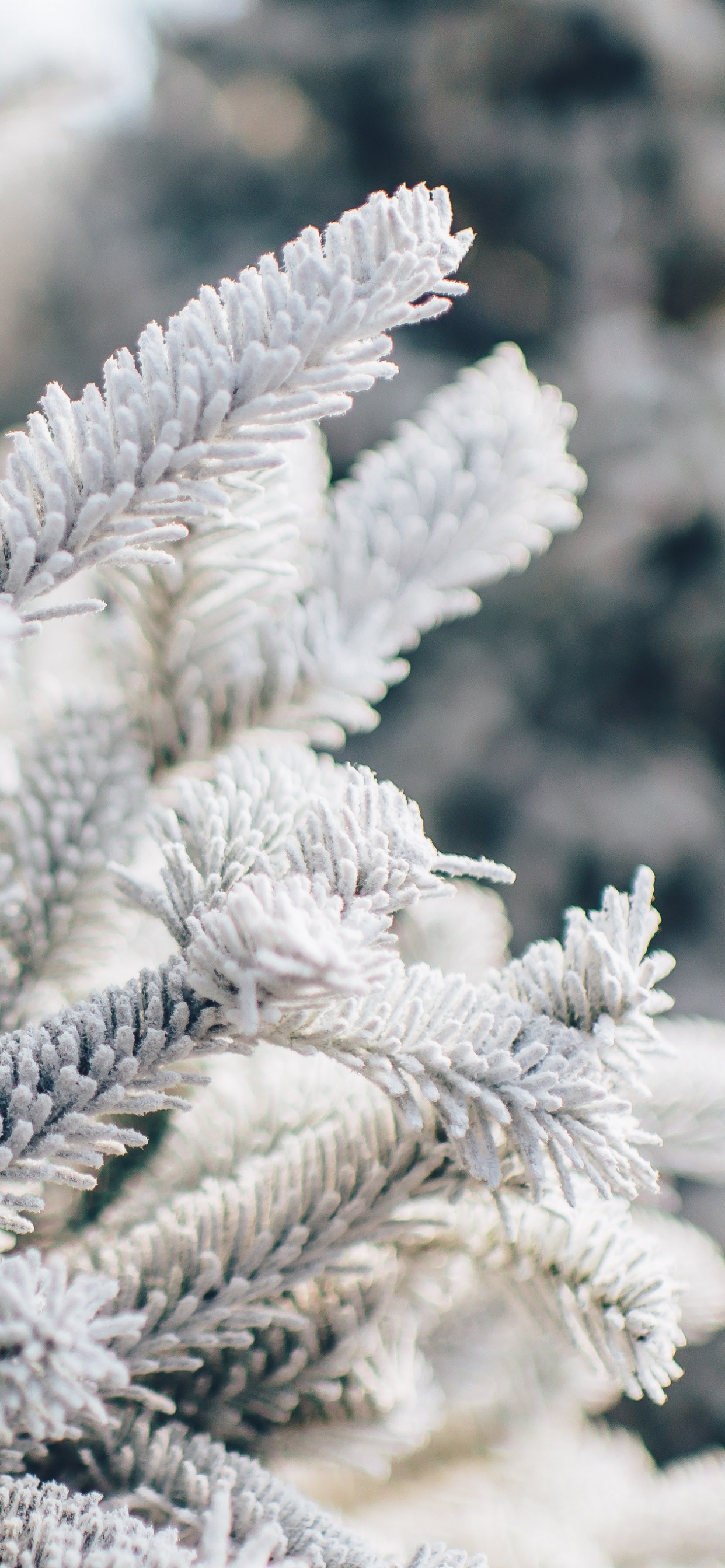 Christmas Day, Snow, Plant, Branch, Twig. Wallpaper in 1242x2688 Resolution