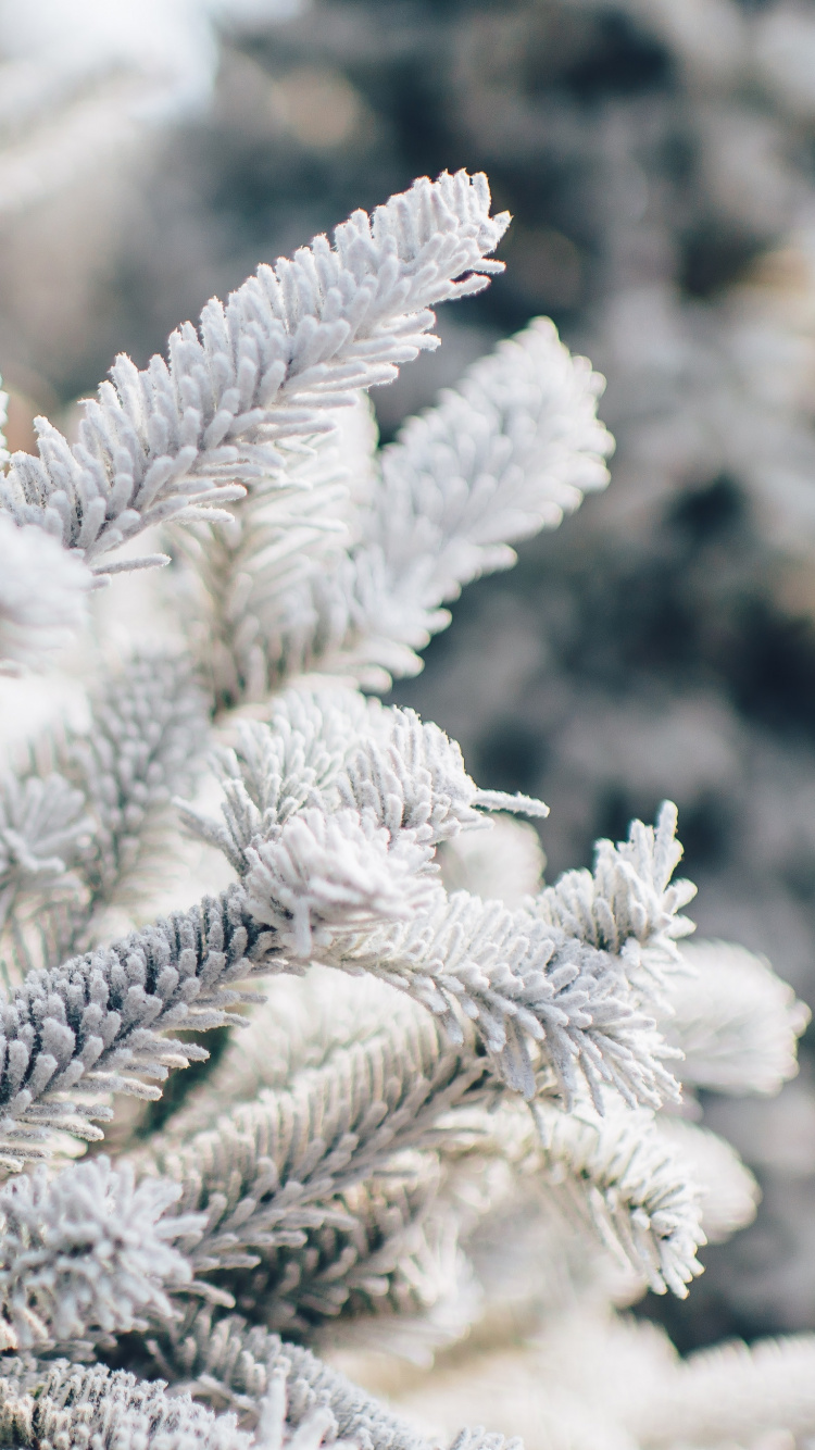 Christmas Day, Snow, Plant, Branch, Twig. Wallpaper in 750x1334 Resolution