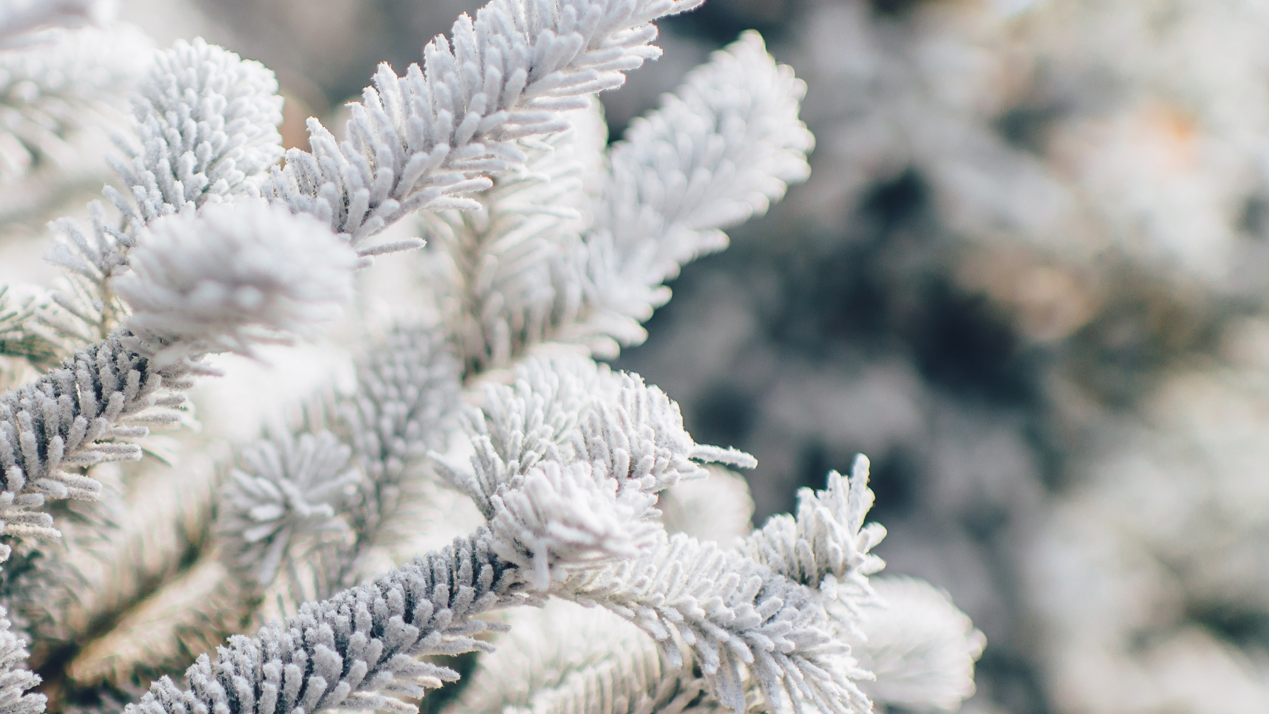 El Día De Navidad, Nieve, Sucursal, Ramita, Planta Terrestre. Wallpaper in 2560x1440 Resolution