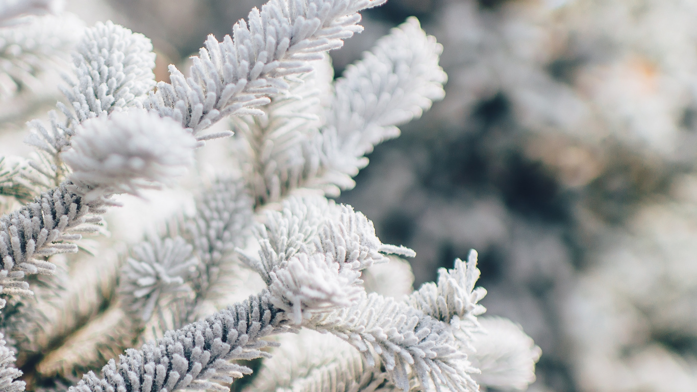 Le Jour De Noël, Neige, Rameau, Plante Terrestre, Congélation. Wallpaper in 1366x768 Resolution