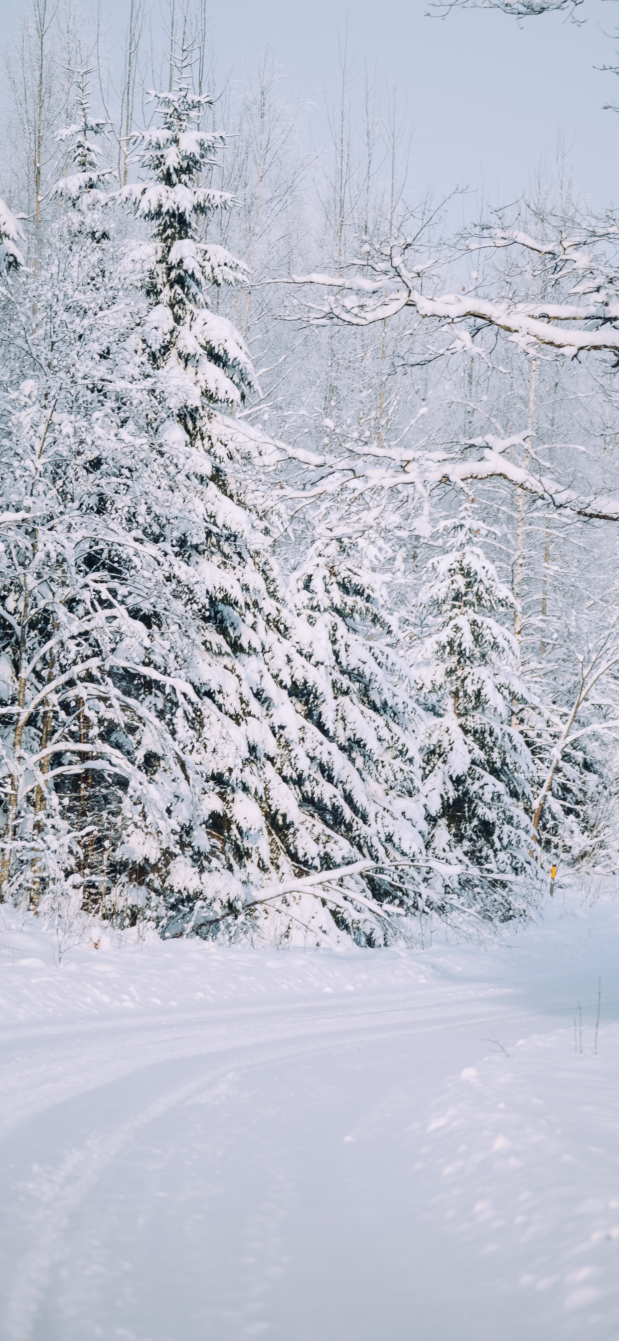 Schnee, Snow Road, Winter, Baum, Frost. Wallpaper in 1242x2688 Resolution