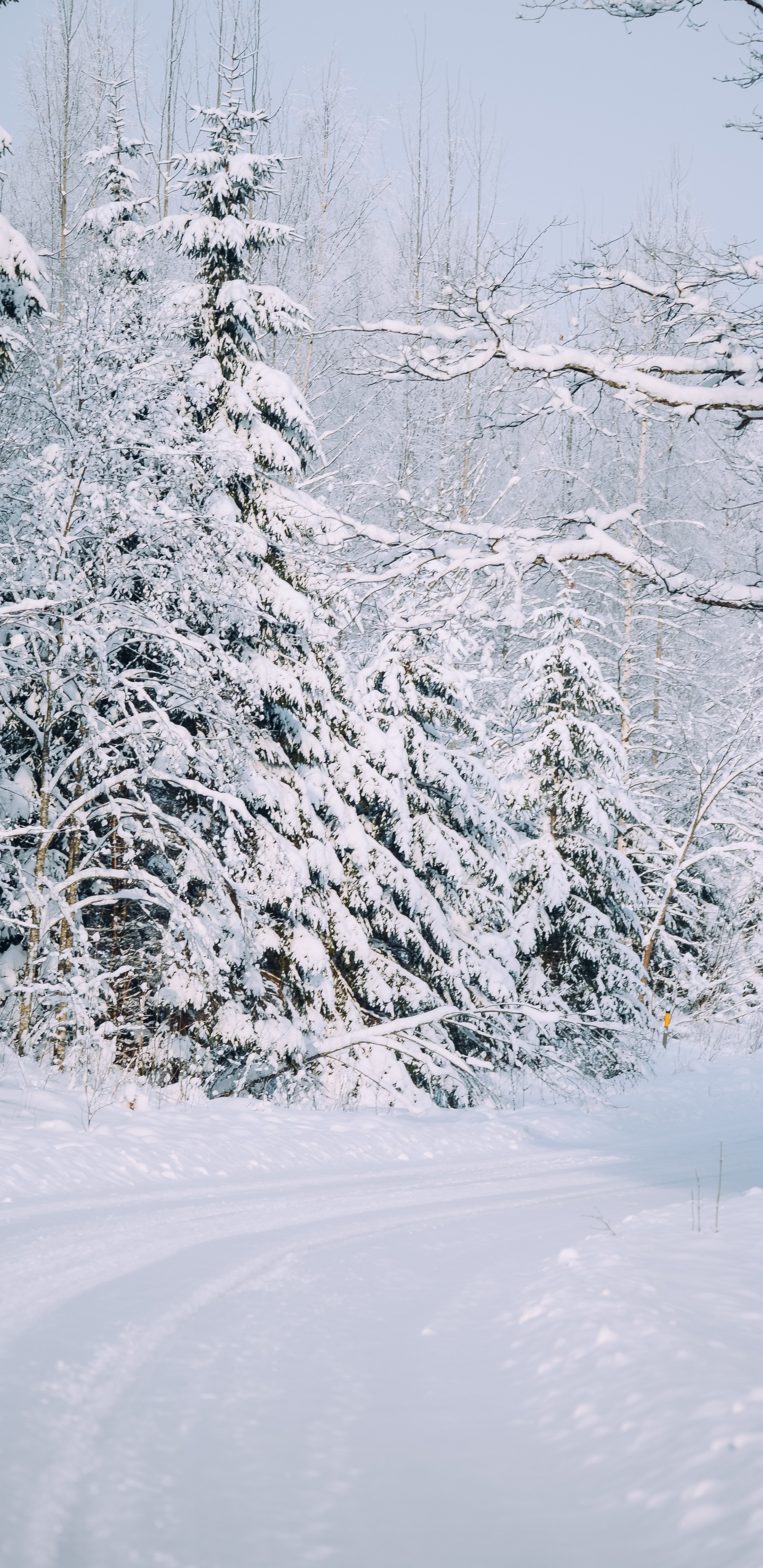 Schnee, Snow Road, Winter, Baum, Frost. Wallpaper in 1440x2960 Resolution
