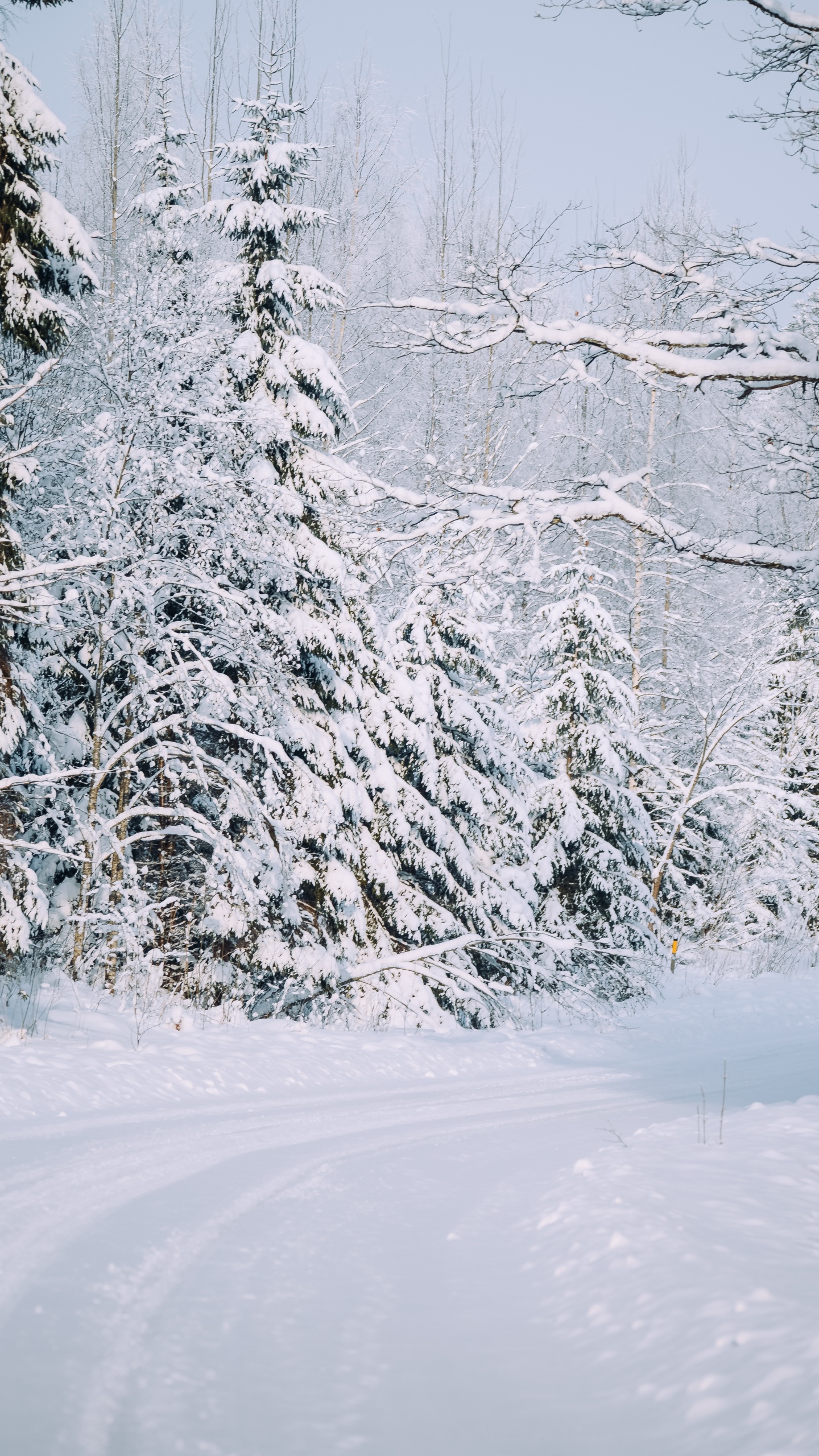 Snow, Snow Road, Winter, Tree, Frost. Wallpaper in 1440x2560 Resolution