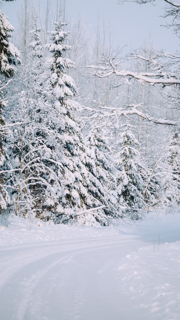 Snow, Snow Road, Winter, Tree, Frost. Wallpaper in 720x1280 Resolution