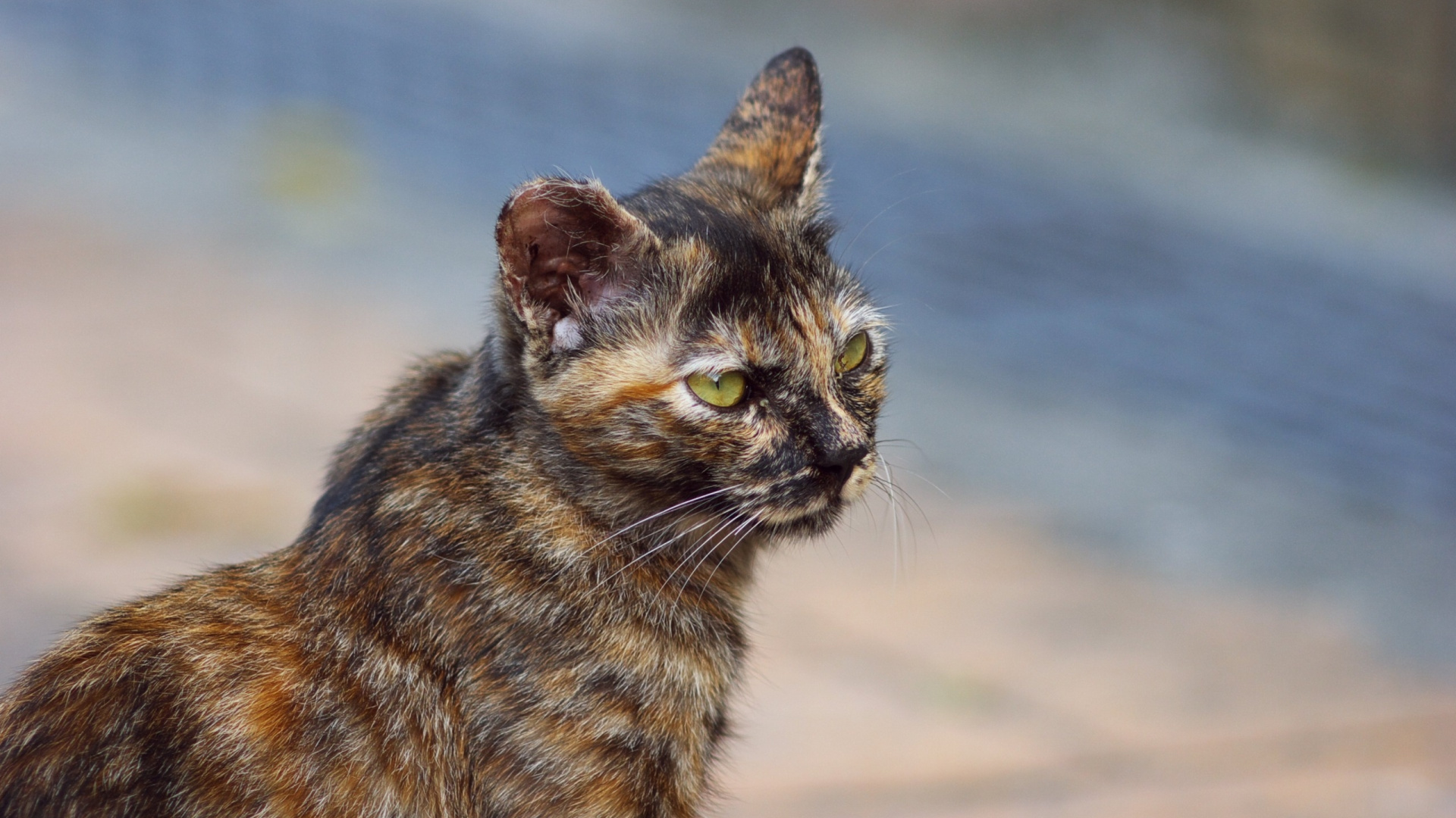 Braune Und Schwarze Katze Auf Braunem Sand Tagsüber. Wallpaper in 1920x1080 Resolution