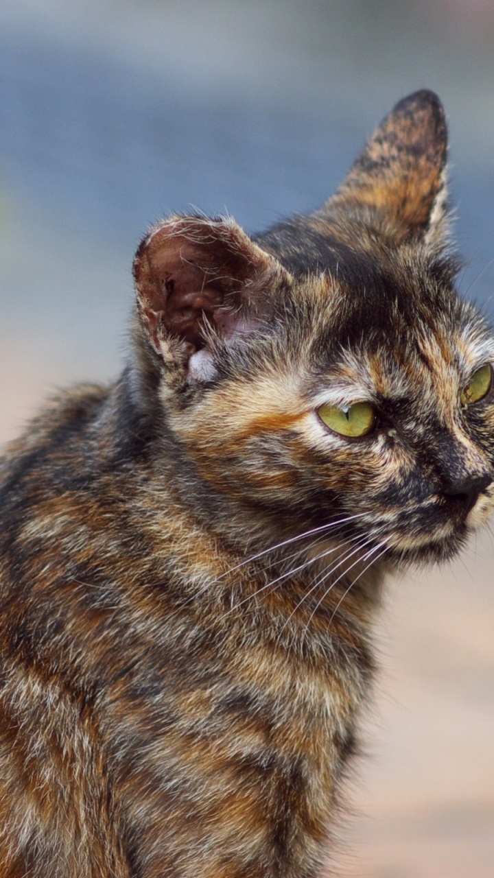 Chat Brun et Noir Sur le Sable Brun Pendant la Journée. Wallpaper in 720x1280 Resolution