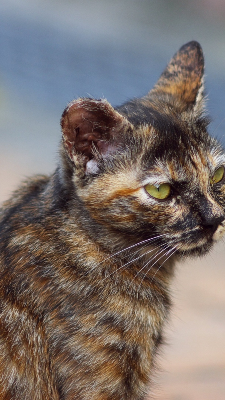Chat Brun et Noir Sur le Sable Brun Pendant la Journée. Wallpaper in 750x1334 Resolution