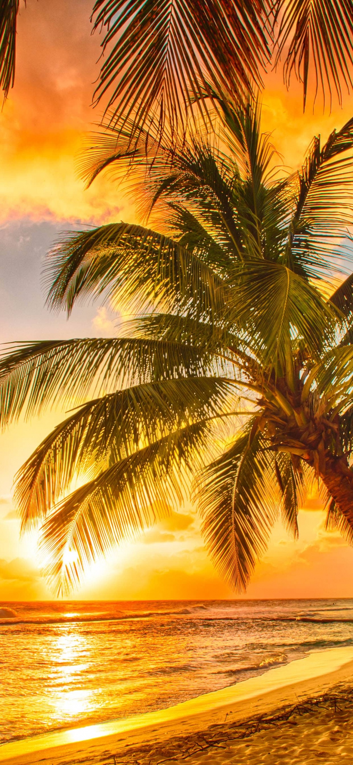 Palm Tree Near Sea During Sunset. Wallpaper in 1125x2436 Resolution