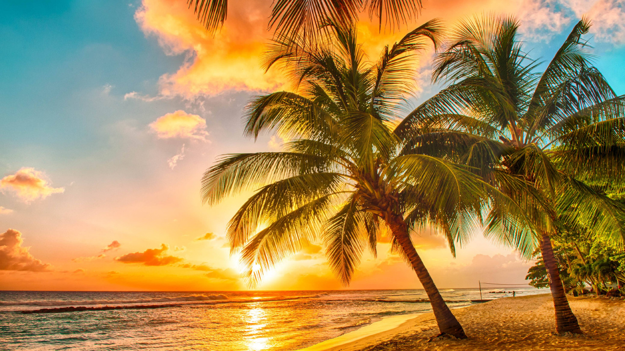 Palm Tree Near Sea During Sunset. Wallpaper in 1280x720 Resolution