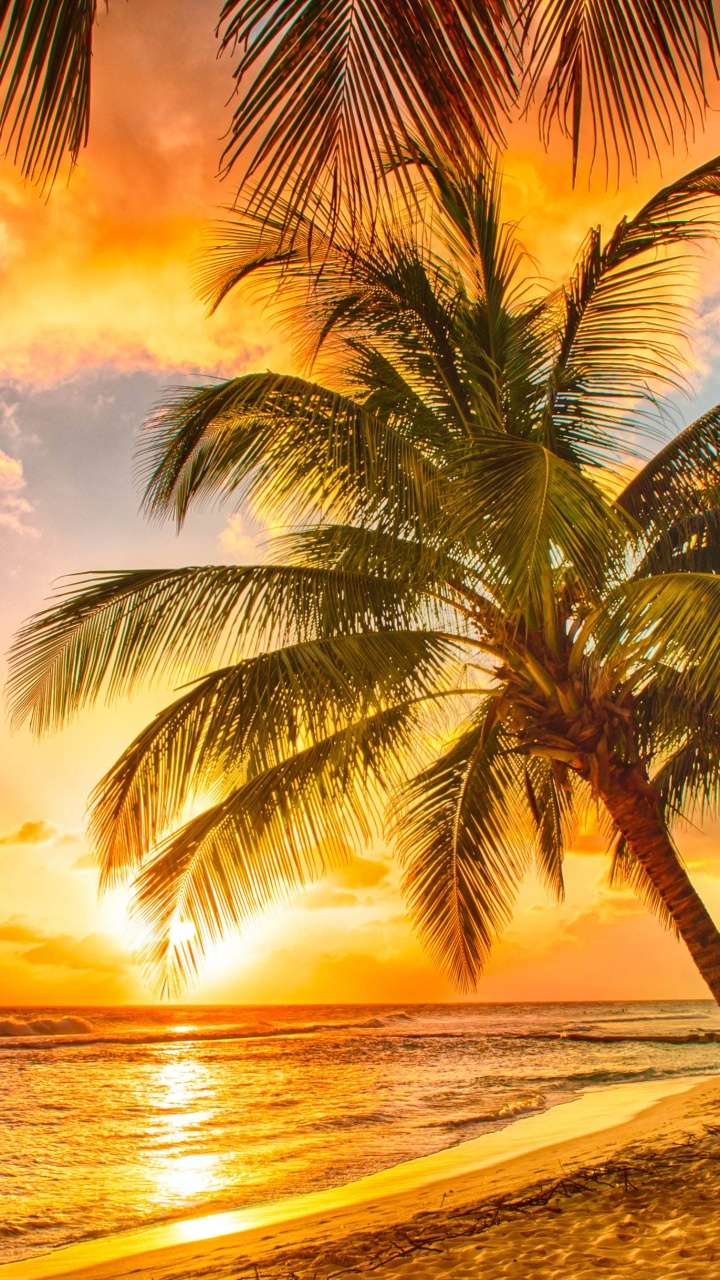 Palm Tree Near Sea During Sunset. Wallpaper in 720x1280 Resolution