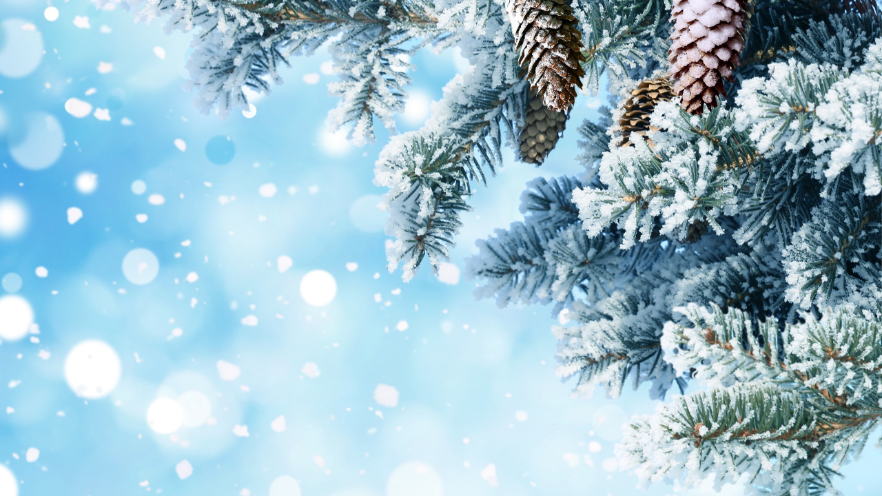 Green Pine Tree Covered With Snow. Wallpaper in 1280x720 Resolution