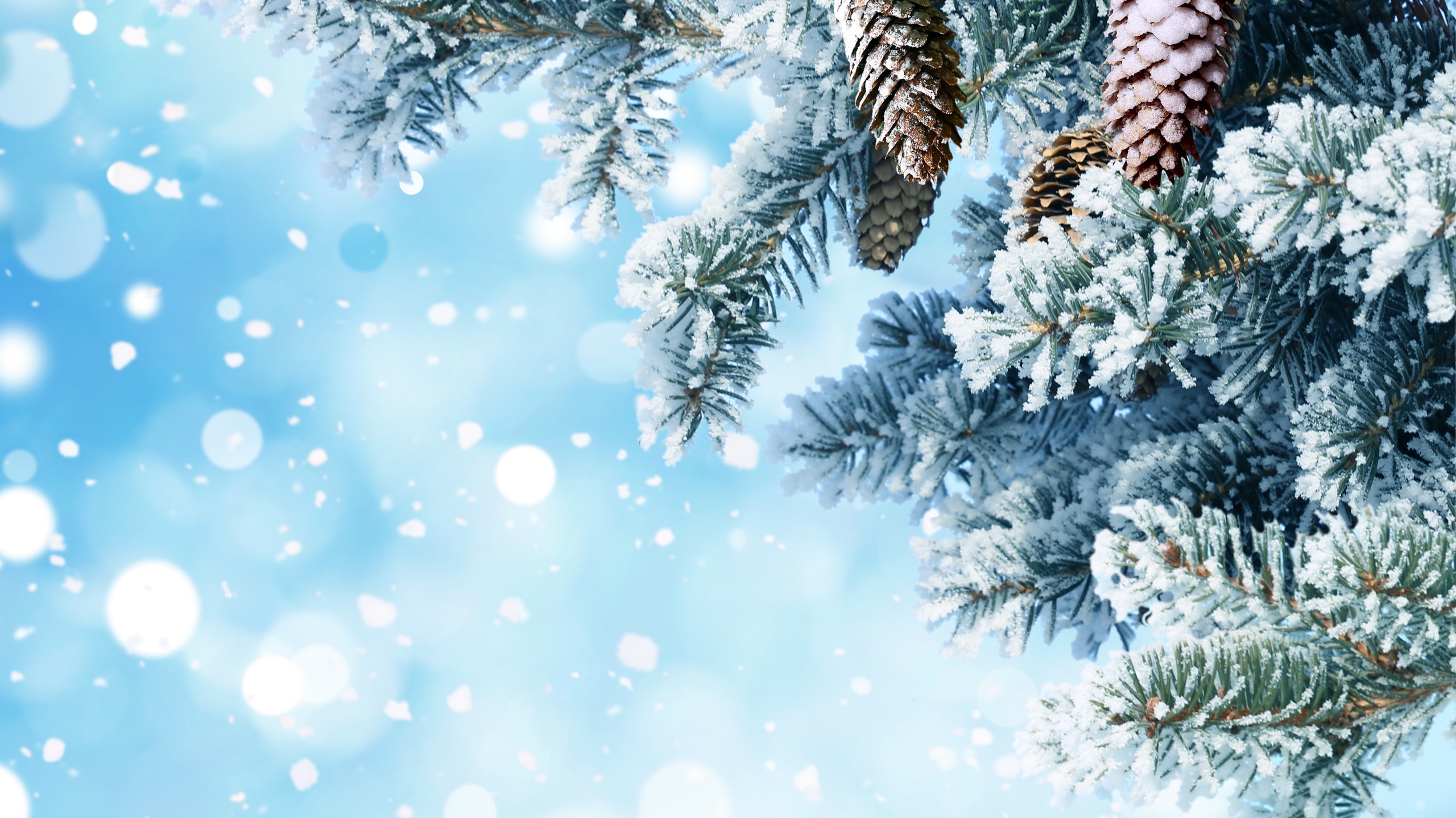 Green Pine Tree Covered With Snow. Wallpaper in 2560x1440 Resolution