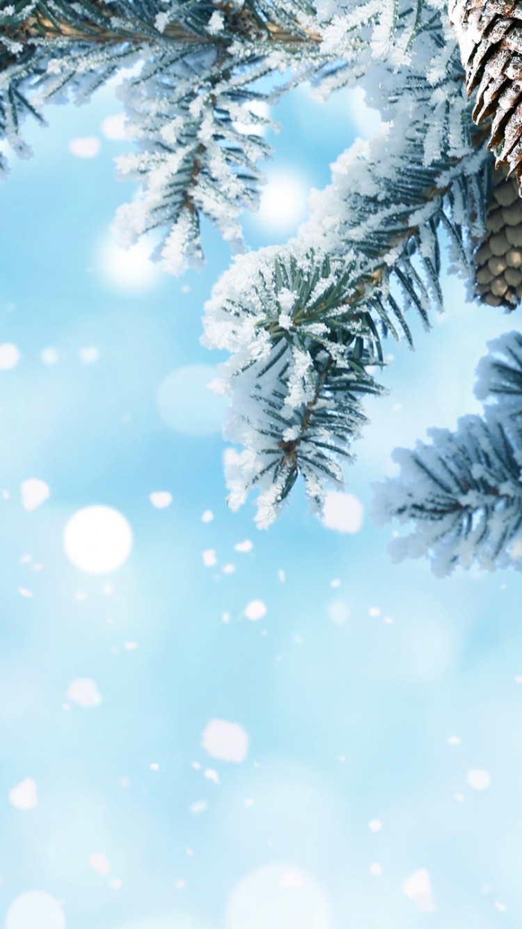 Green Pine Tree Covered With Snow. Wallpaper in 750x1334 Resolution