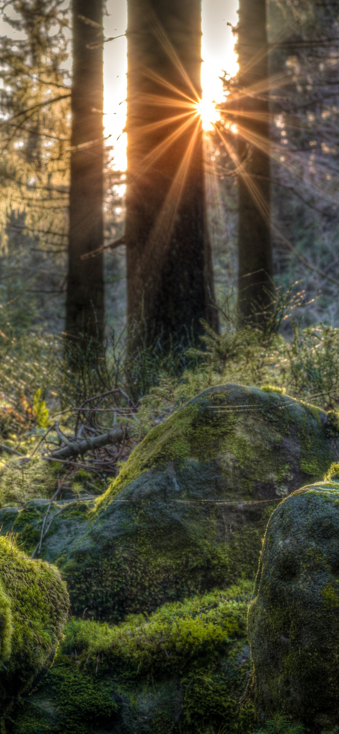 Green Moss on Gray Rocks. Wallpaper in 1125x2436 Resolution