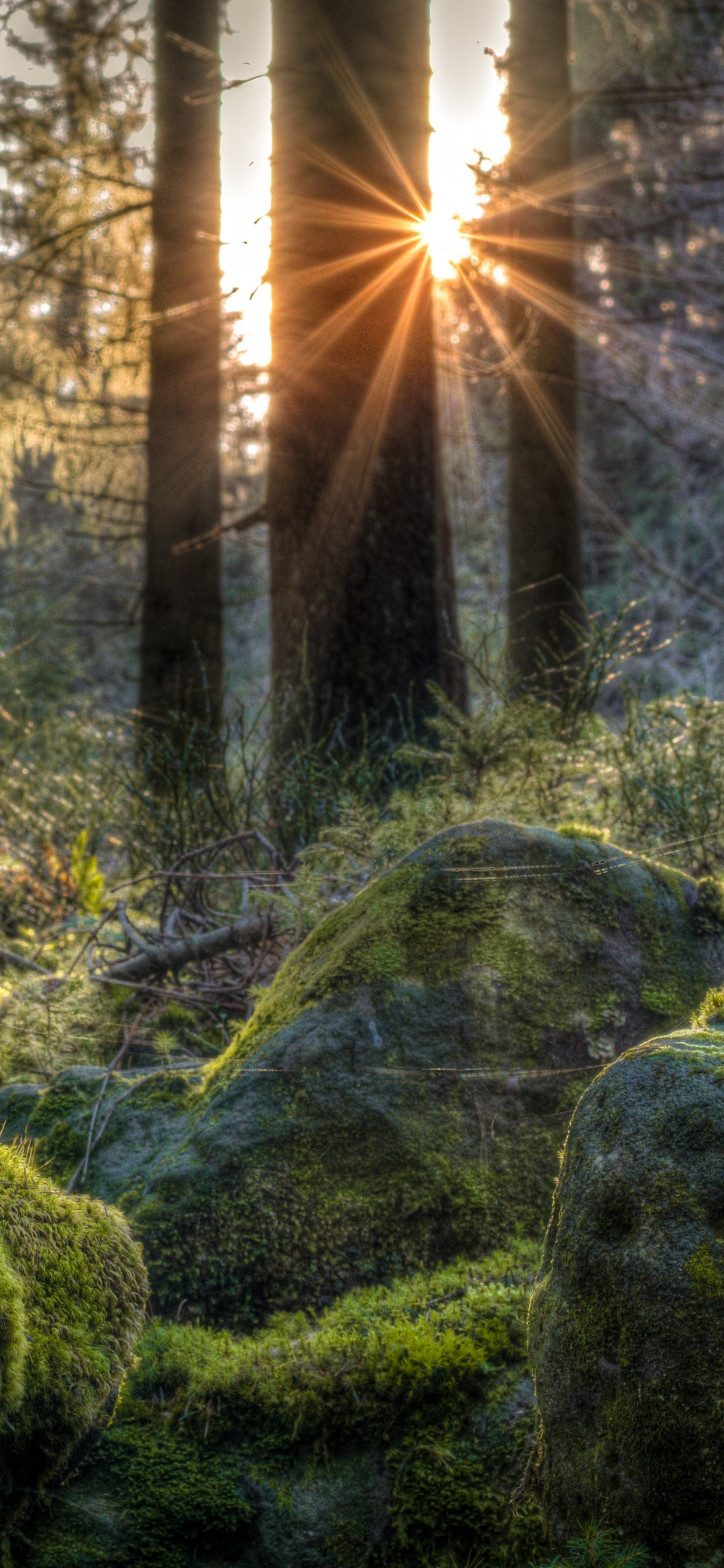 Green Moss on Gray Rocks. Wallpaper in 1242x2688 Resolution