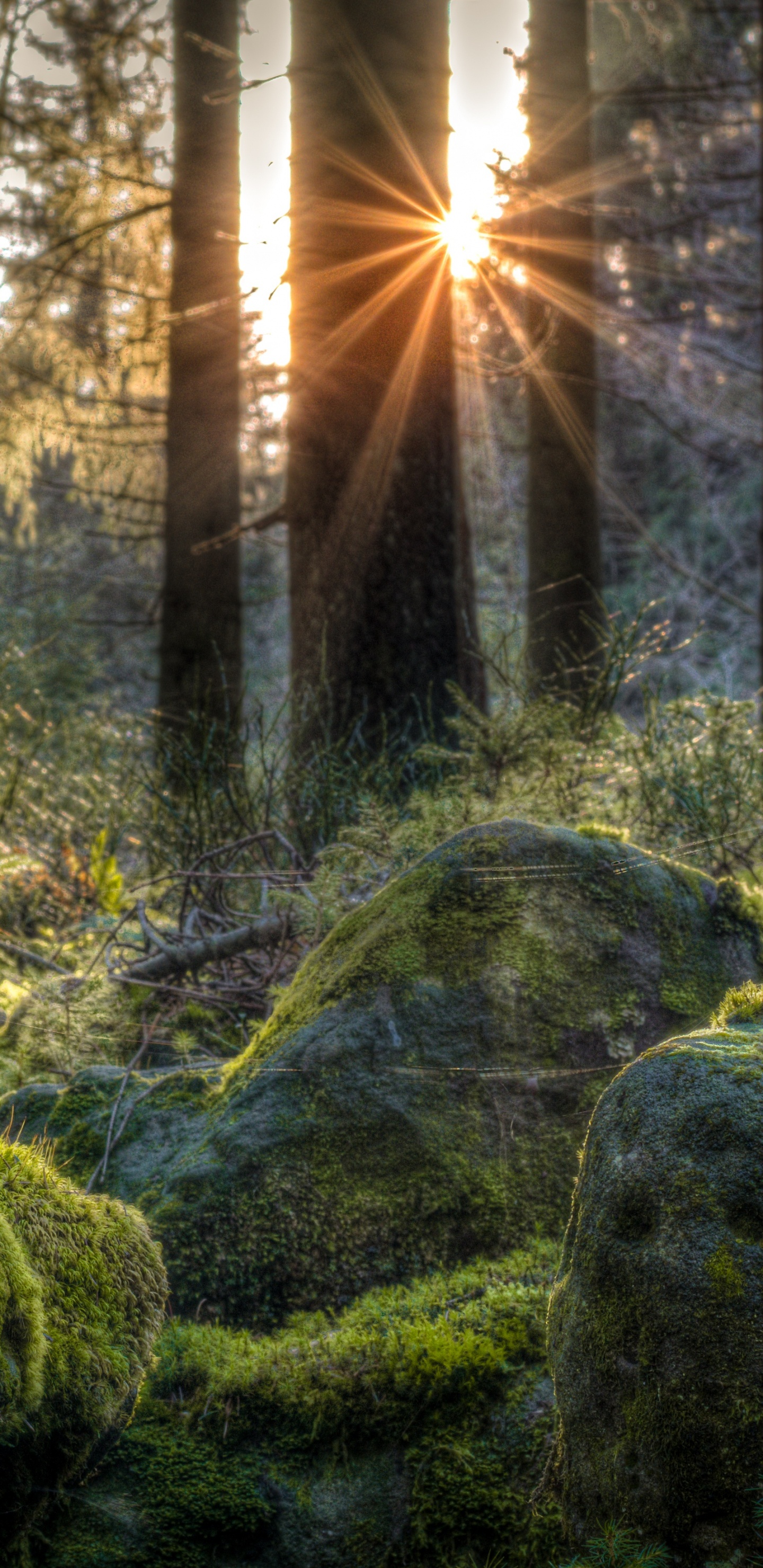 Green Moss on Gray Rocks. Wallpaper in 1440x2960 Resolution