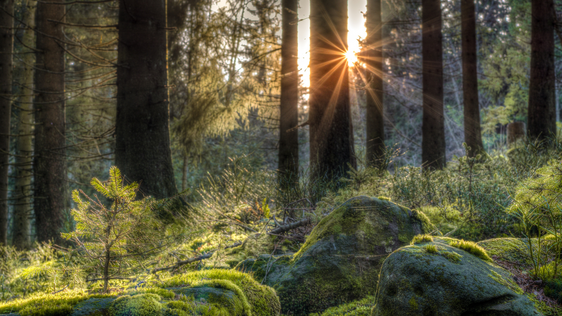 Green Moss on Gray Rocks. Wallpaper in 1920x1080 Resolution