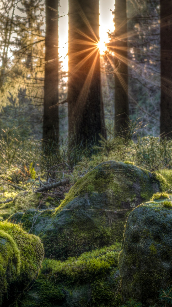 Green Moss on Gray Rocks. Wallpaper in 720x1280 Resolution