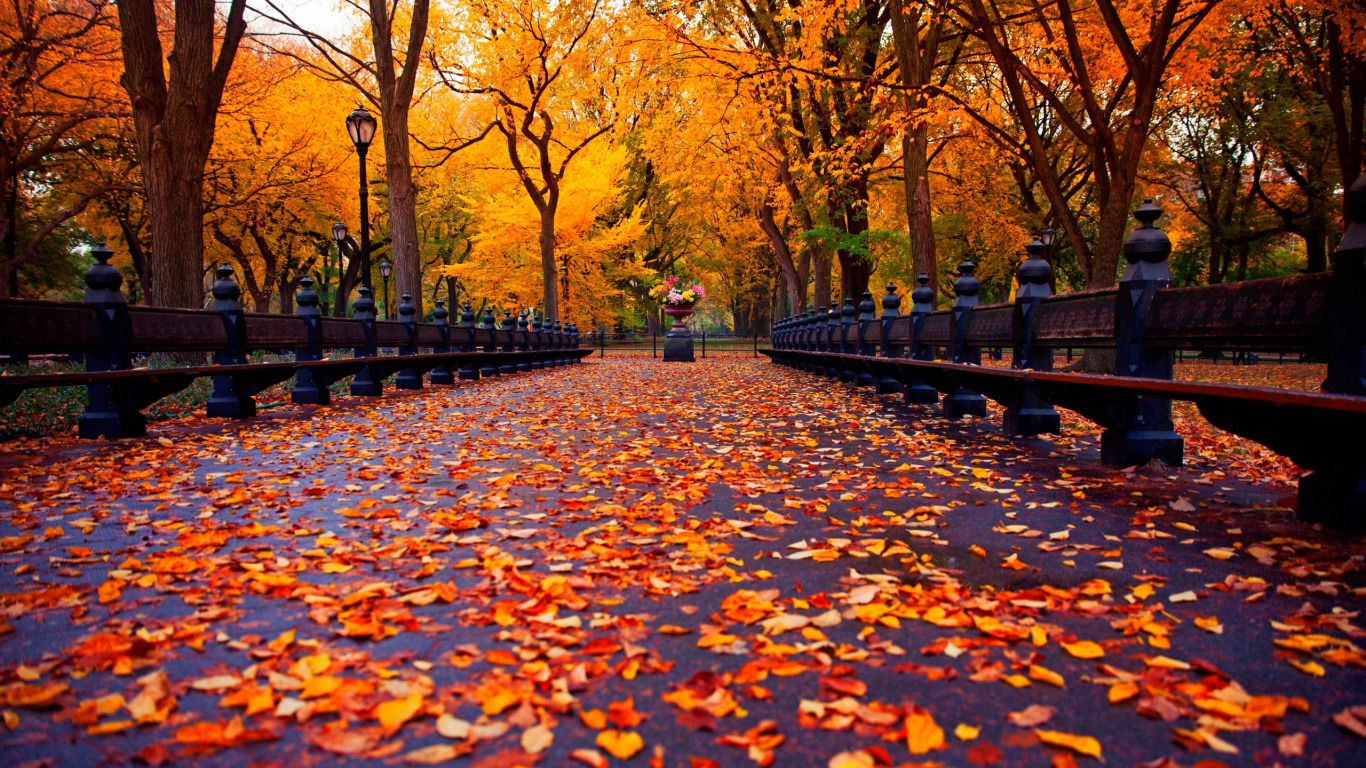 Brown Leaves on The Ground. Wallpaper in 1366x768 Resolution