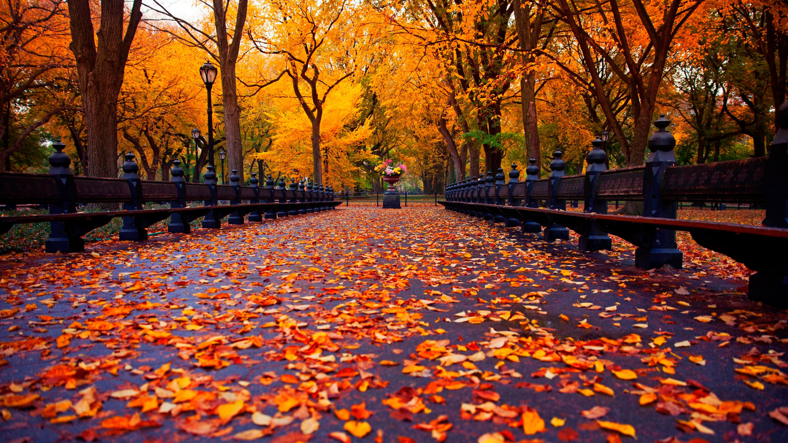 Feuilles Brunes au Sol. Wallpaper in 2560x1440 Resolution