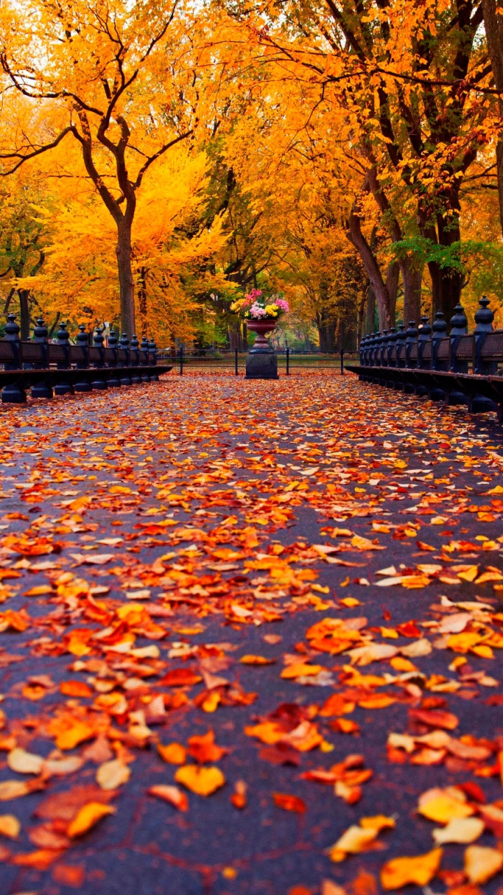 Feuilles Brunes au Sol. Wallpaper in 720x1280 Resolution