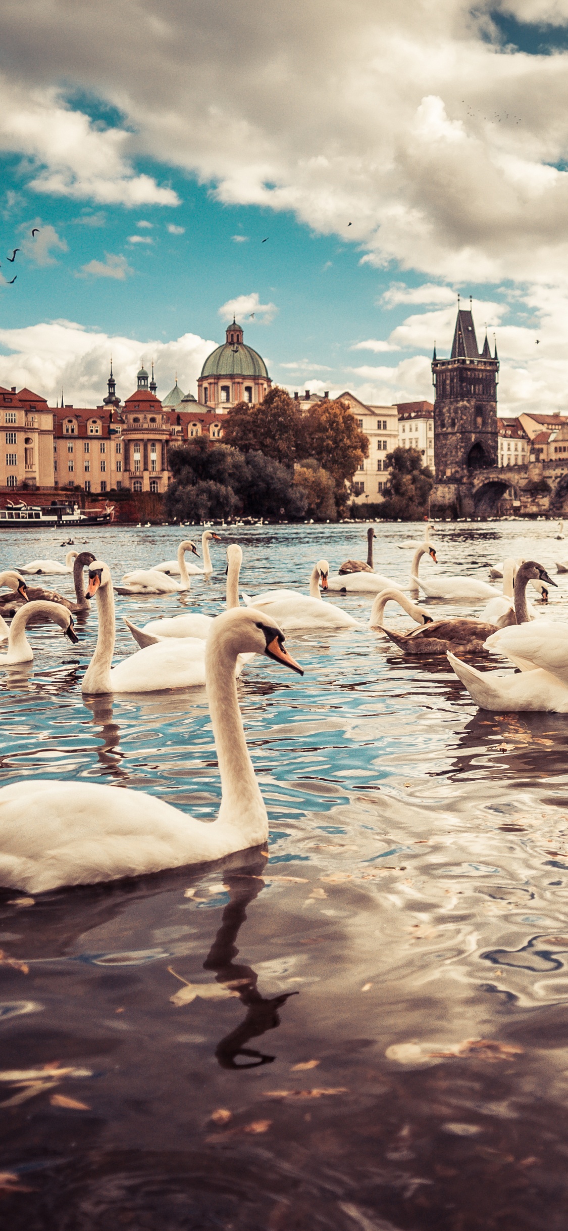White Swan on Water During Daytime. Wallpaper in 1125x2436 Resolution