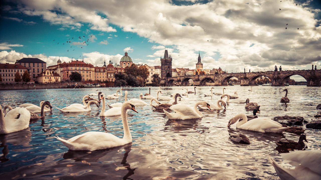 White Swan on Water During Daytime. Wallpaper in 1280x720 Resolution