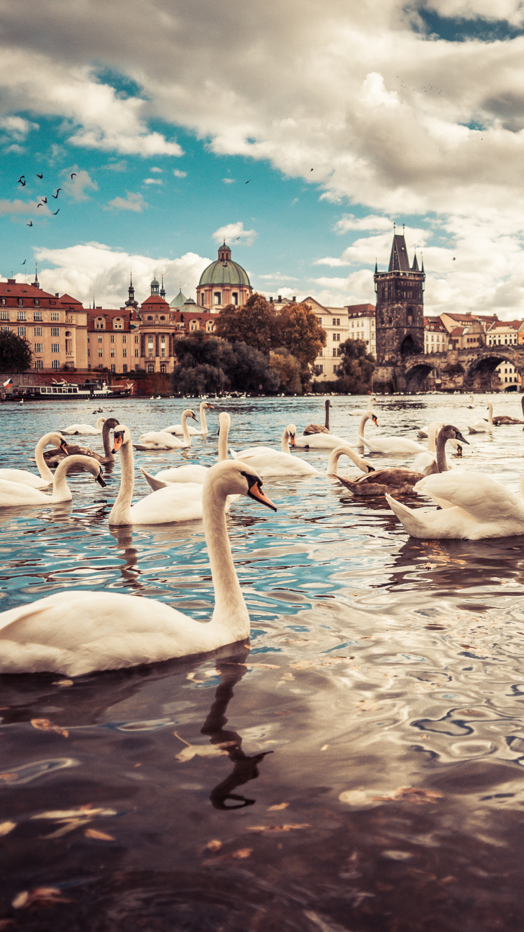 White Swan on Water During Daytime. Wallpaper in 750x1334 Resolution