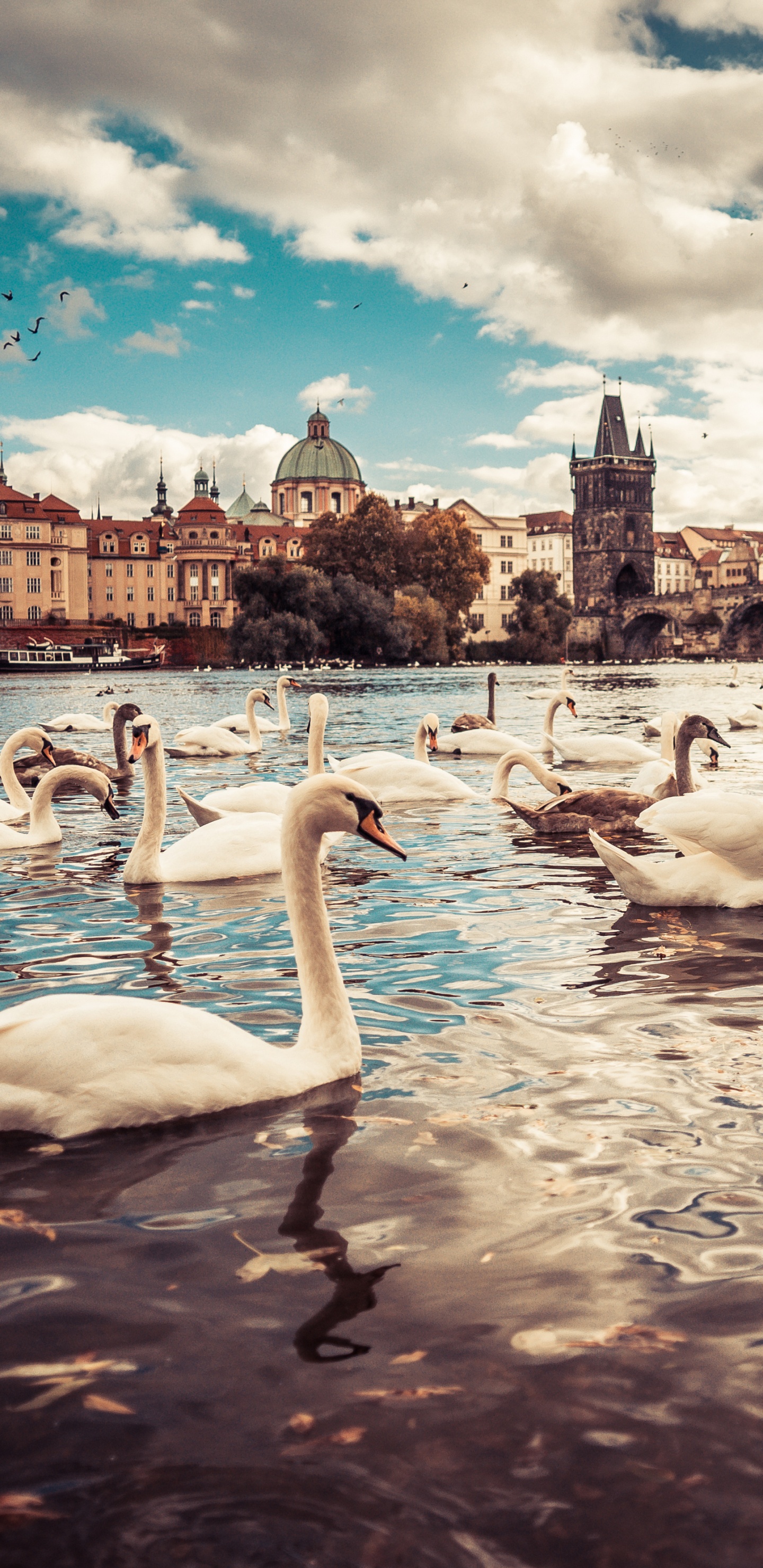 Weißer Schwan Auf Dem Wasser Tagsüber Water. Wallpaper in 1440x2960 Resolution