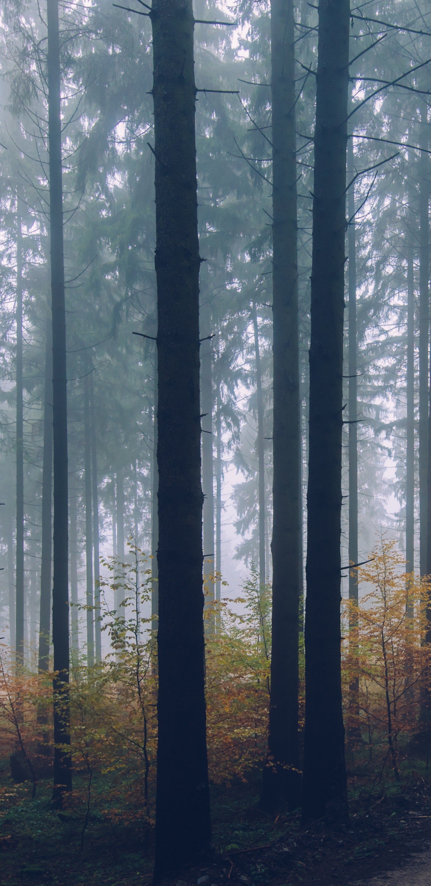 Pathway Between Trees During Daytime. Wallpaper in 1440x2960 Resolution