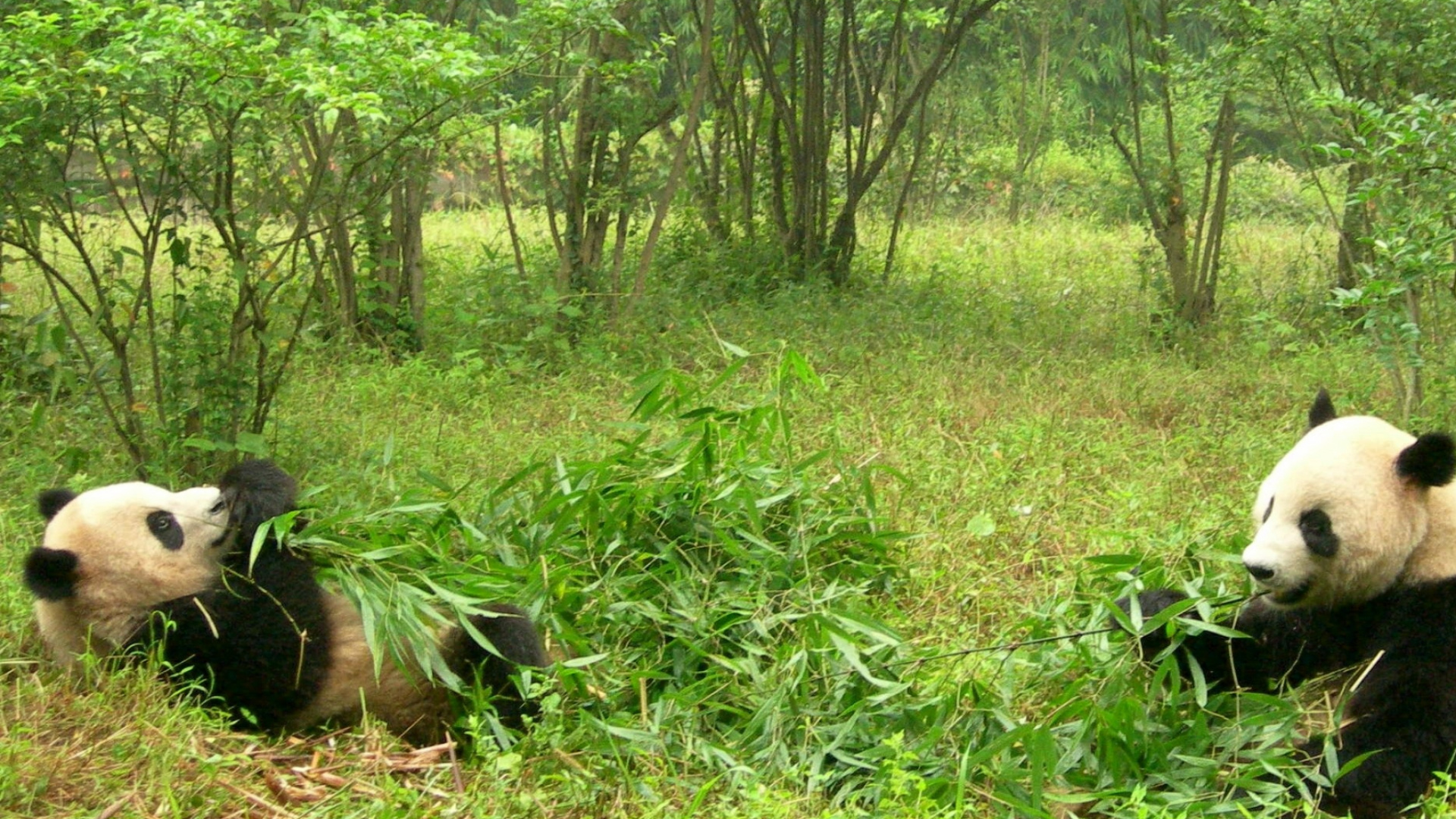 L'homme en Chemise Noire Allongé Sur le Champ D'herbe Verte. Wallpaper in 1920x1080 Resolution