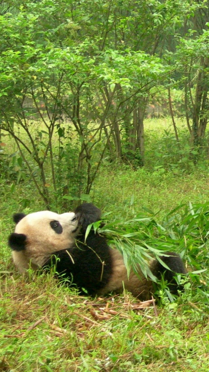 L'homme en Chemise Noire Allongé Sur le Champ D'herbe Verte. Wallpaper in 720x1280 Resolution