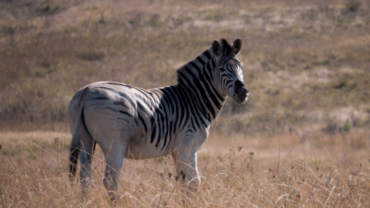 Zebra Auf Braunem Grasfeld Tagsüber. Wallpaper in 1280x720 Resolution