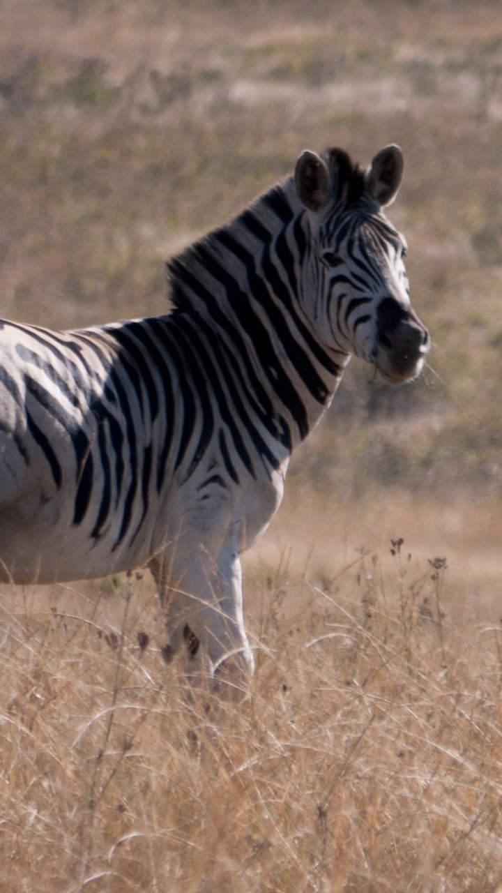 Zebra Auf Braunem Grasfeld Tagsüber. Wallpaper in 720x1280 Resolution