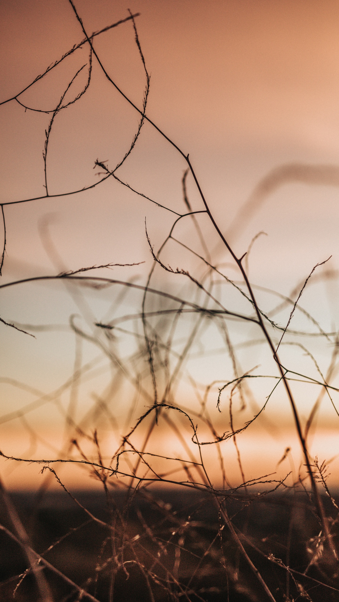 Branch, Twig, Orange, Tree, Atmosphere. Wallpaper in 1440x2560 Resolution