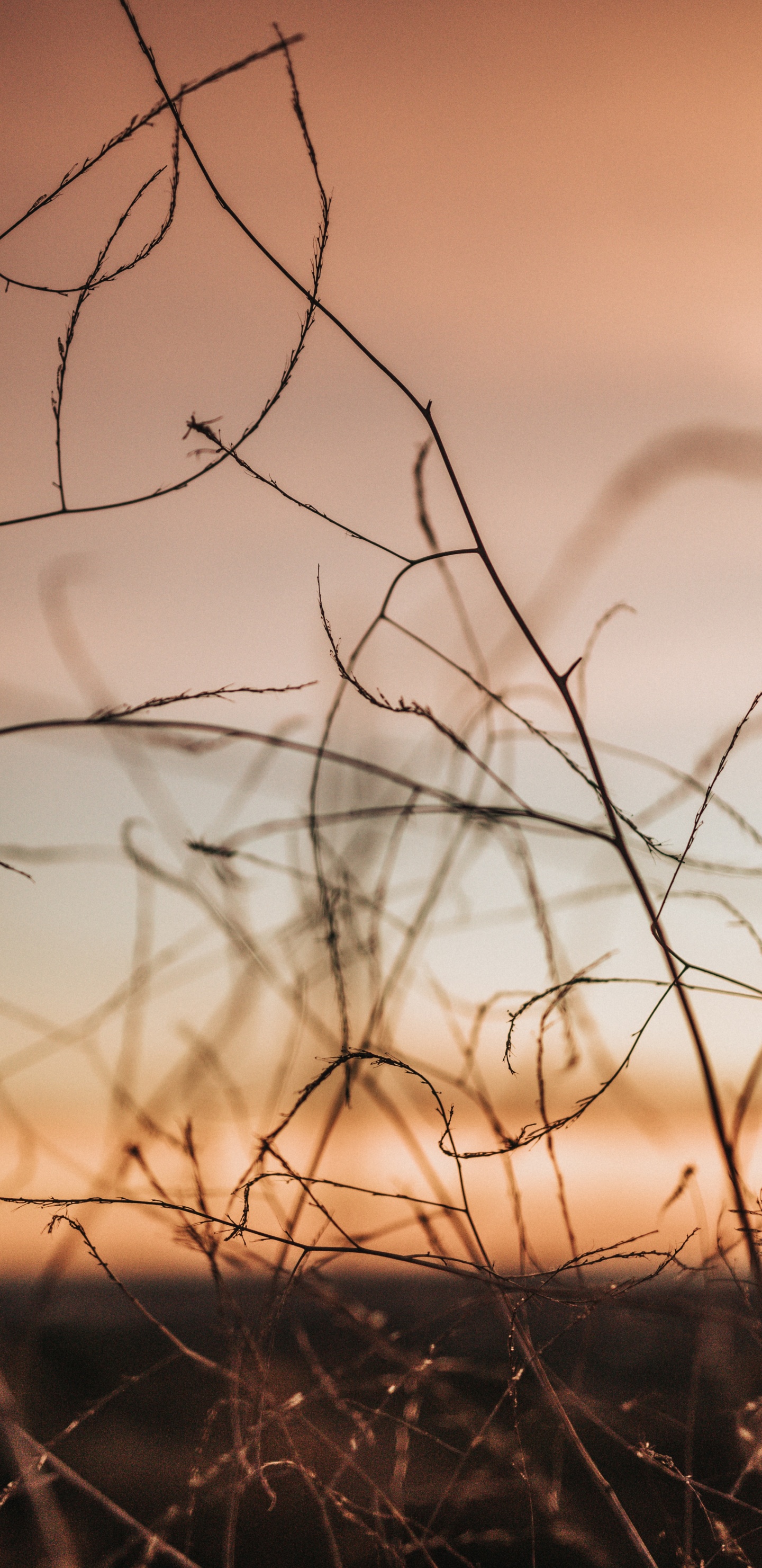 Branch, Twig, Orange, Tree, Atmosphere. Wallpaper in 1440x2960 Resolution